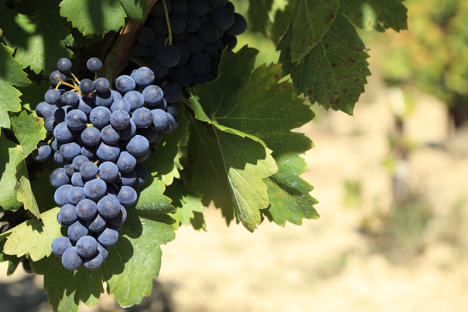 cabernet_franc_furt.jpg